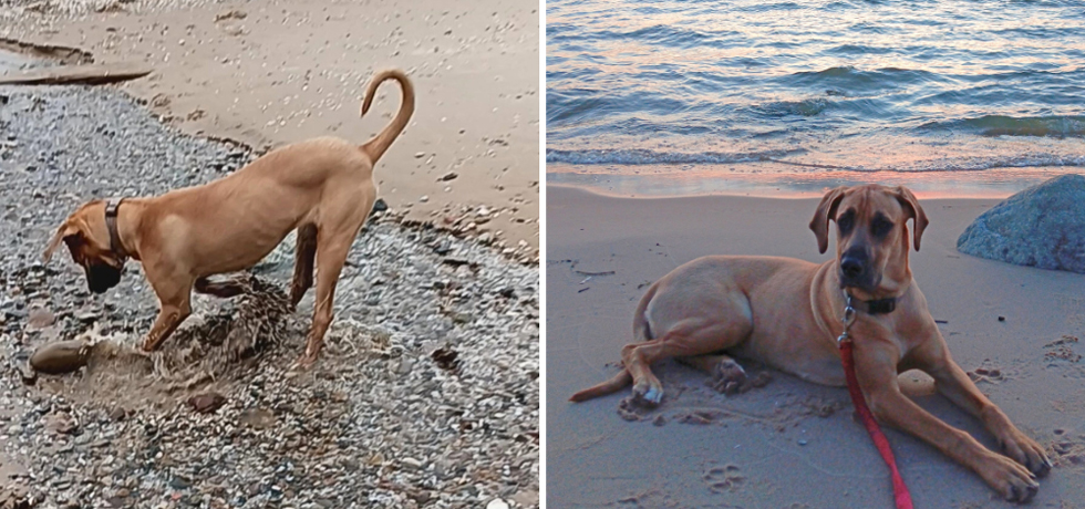 A photo of a dog with brown hair digging in a stream next to a photo of the same dog lying on a beach at sunset.