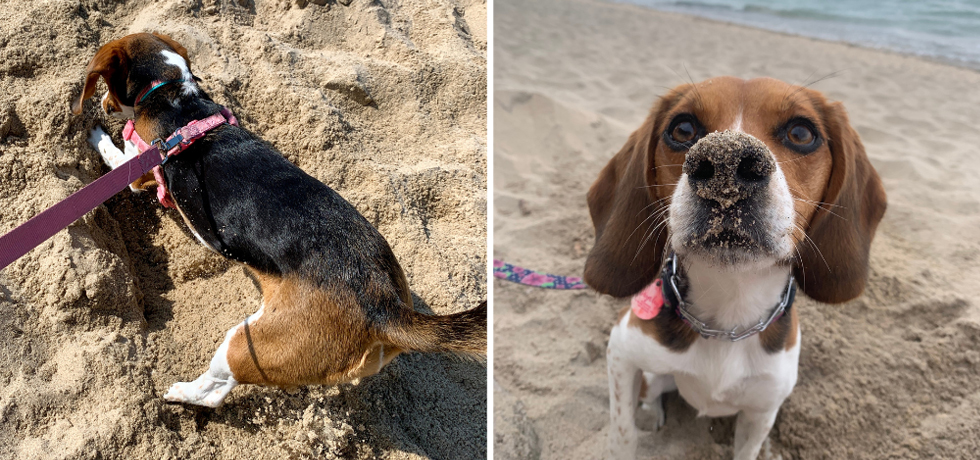 A photo of a beagle digging on a beach next to a photo of the same dog with sand on its nose staring at the camera.