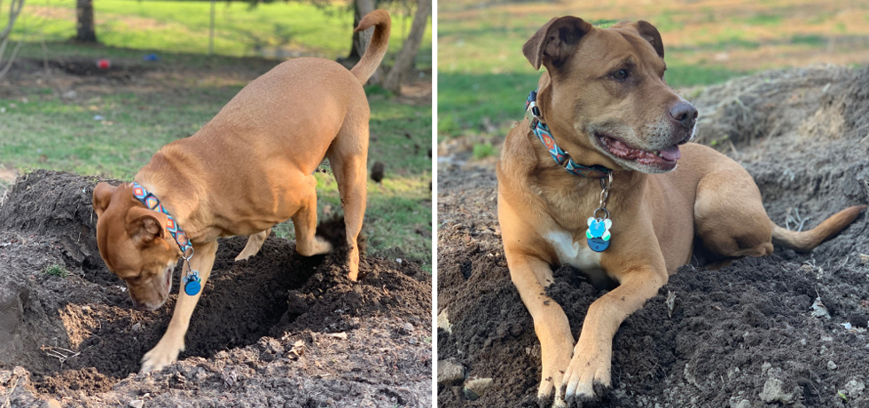 A photo of a medium-sized dog with brown hair digging in dirt next to a photo of the same dog lying on top of a dirt mound.