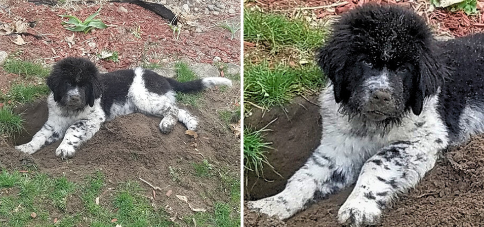 Two photos of a dog with black-and-white fur lying on top of a hole and a dirt pile.