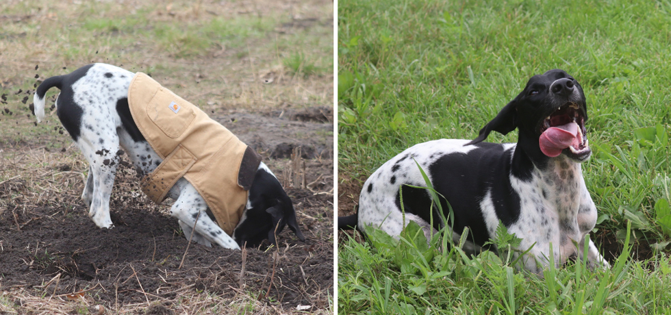 A photo of a dog with black-and-white fur digging in dirt next to a photo of the same dog smiling with his tongue out.