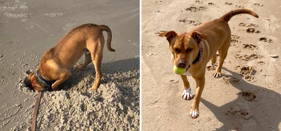 A photo of a dog with brown hair digging on the beach next to a photo of the same dog on the beach with a tennis ball in his mouth.