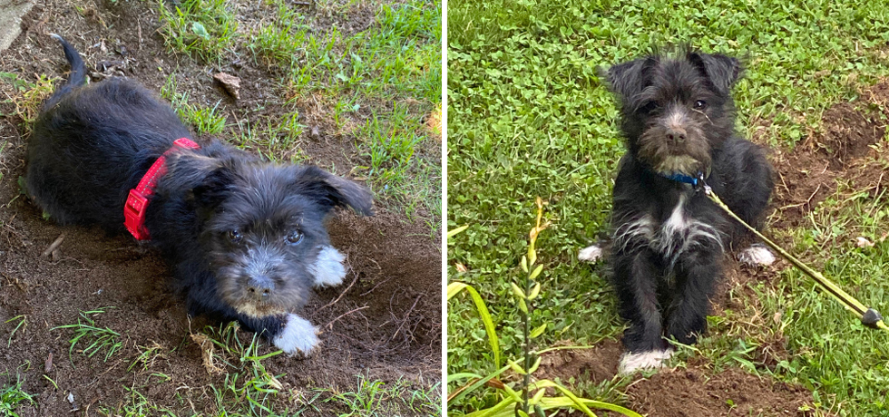 A photo of a dog with black fur and a white nose digging next to a photo of the same dog sitting on top of dirt.