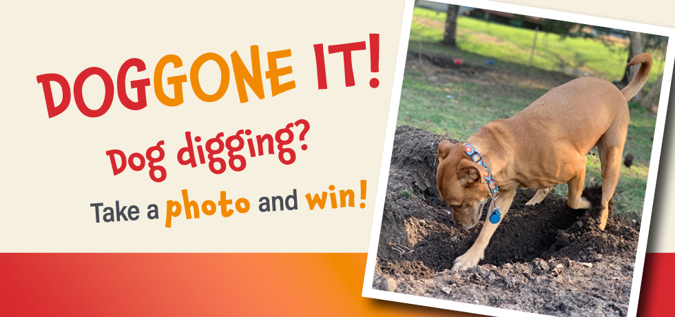 A brown dog digging in dirt next to text highlighting the Doggone It! safe digging contest.