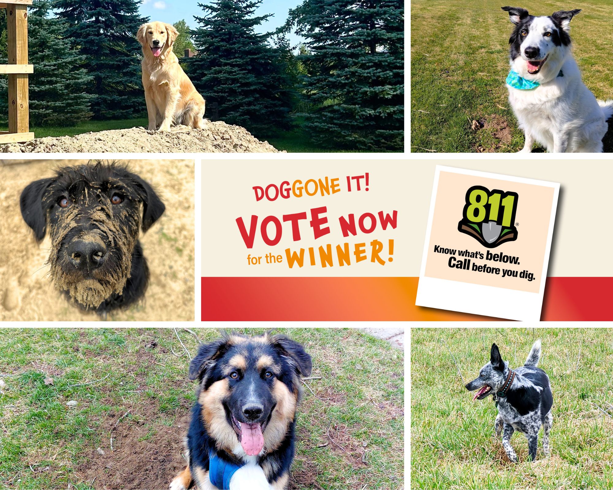 Photos of five dogs arranged around a graphic stating to vote now for the winner.
