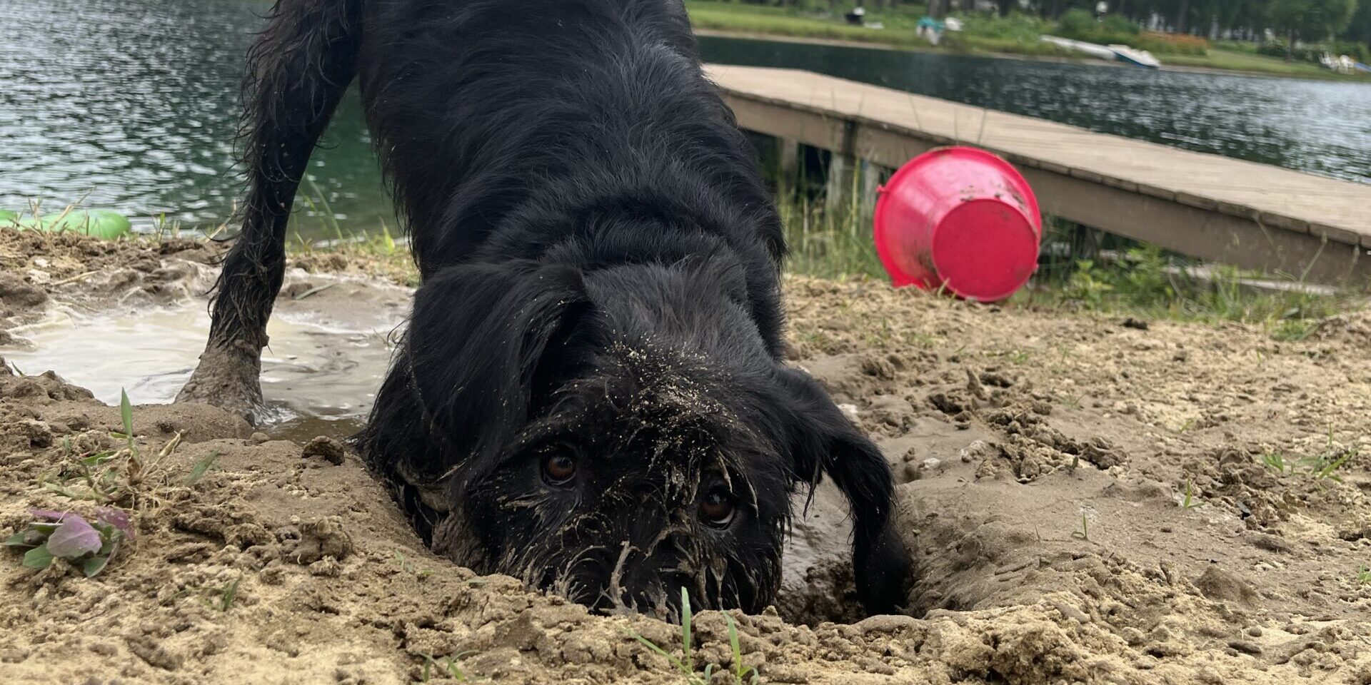 A dog with black hair digging a hole in the sand on a beach near a lake.