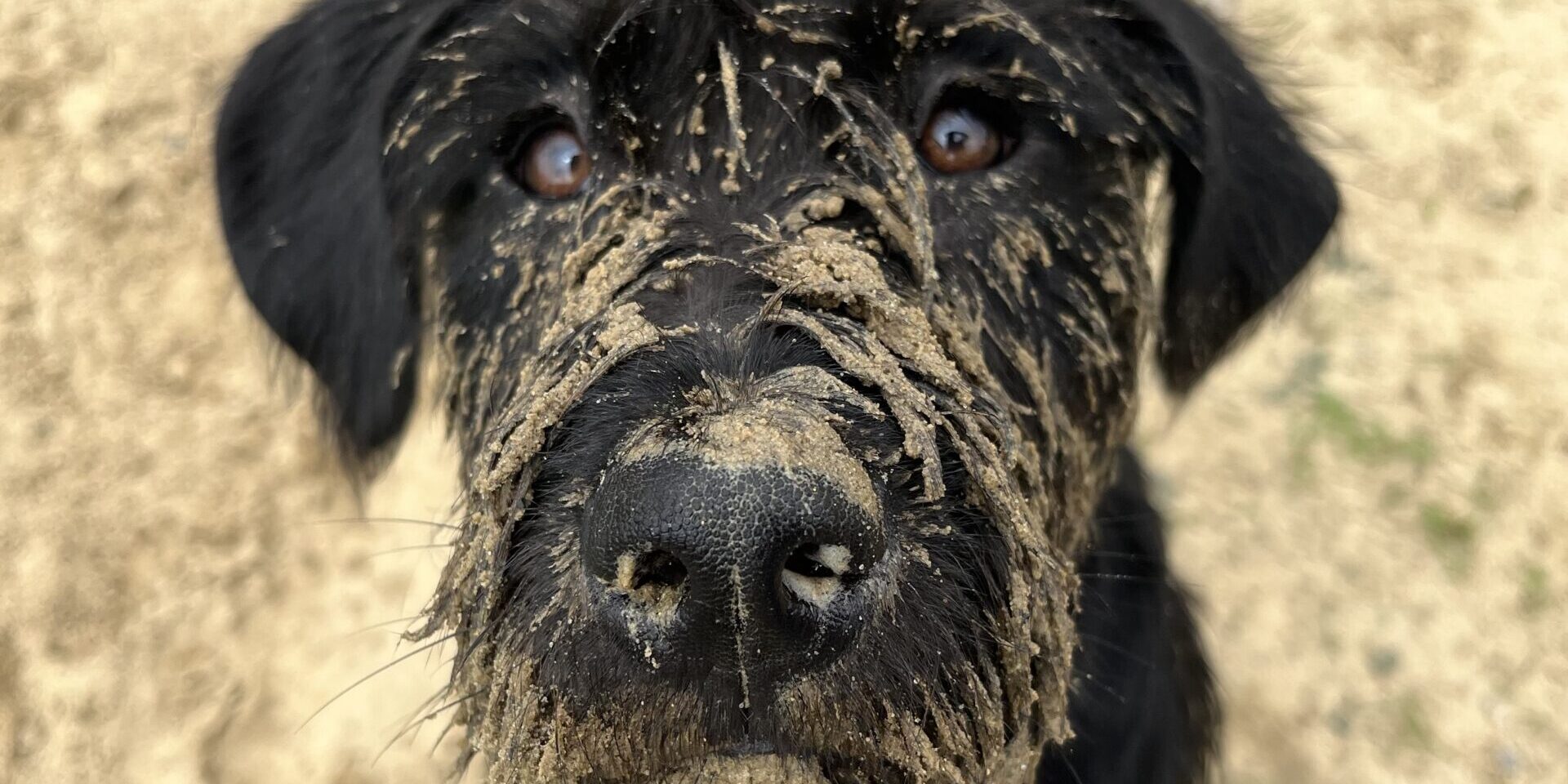 A dog with black hair and sandy dirt on its nose.