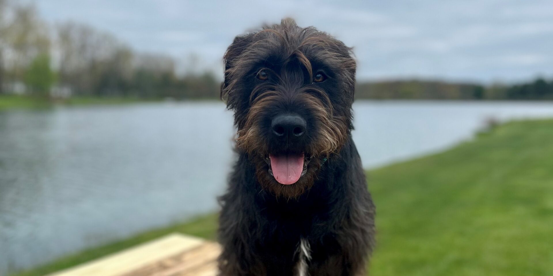 A black dog with its tongue out while sitting on a wooden dock near a lake.