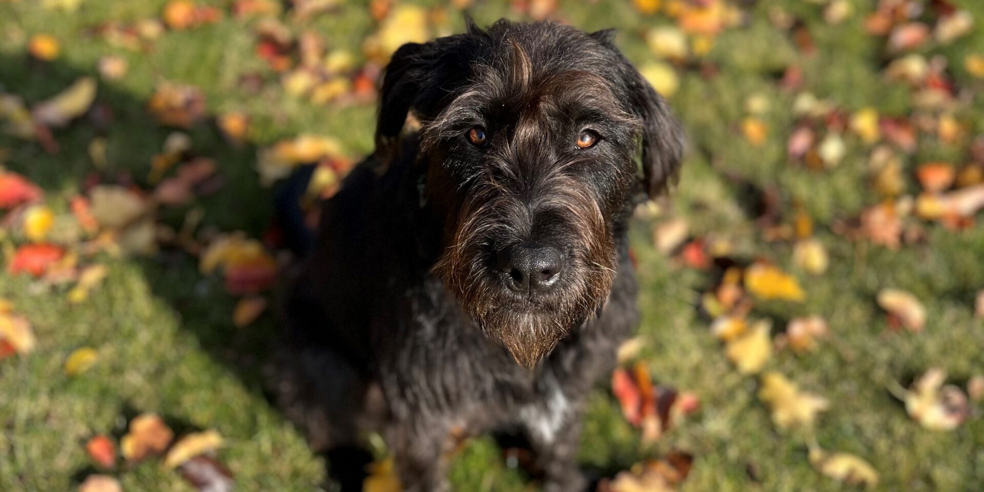 A dog with black hair looking up while sitting on a lawn with leaves in fall.