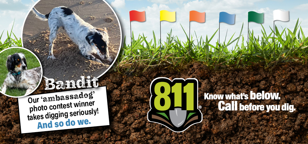 A graphic showing two photos of a dog with black, white and brown fur. The photos are to the left of a graphic of grass, dirt and flags of different colors.