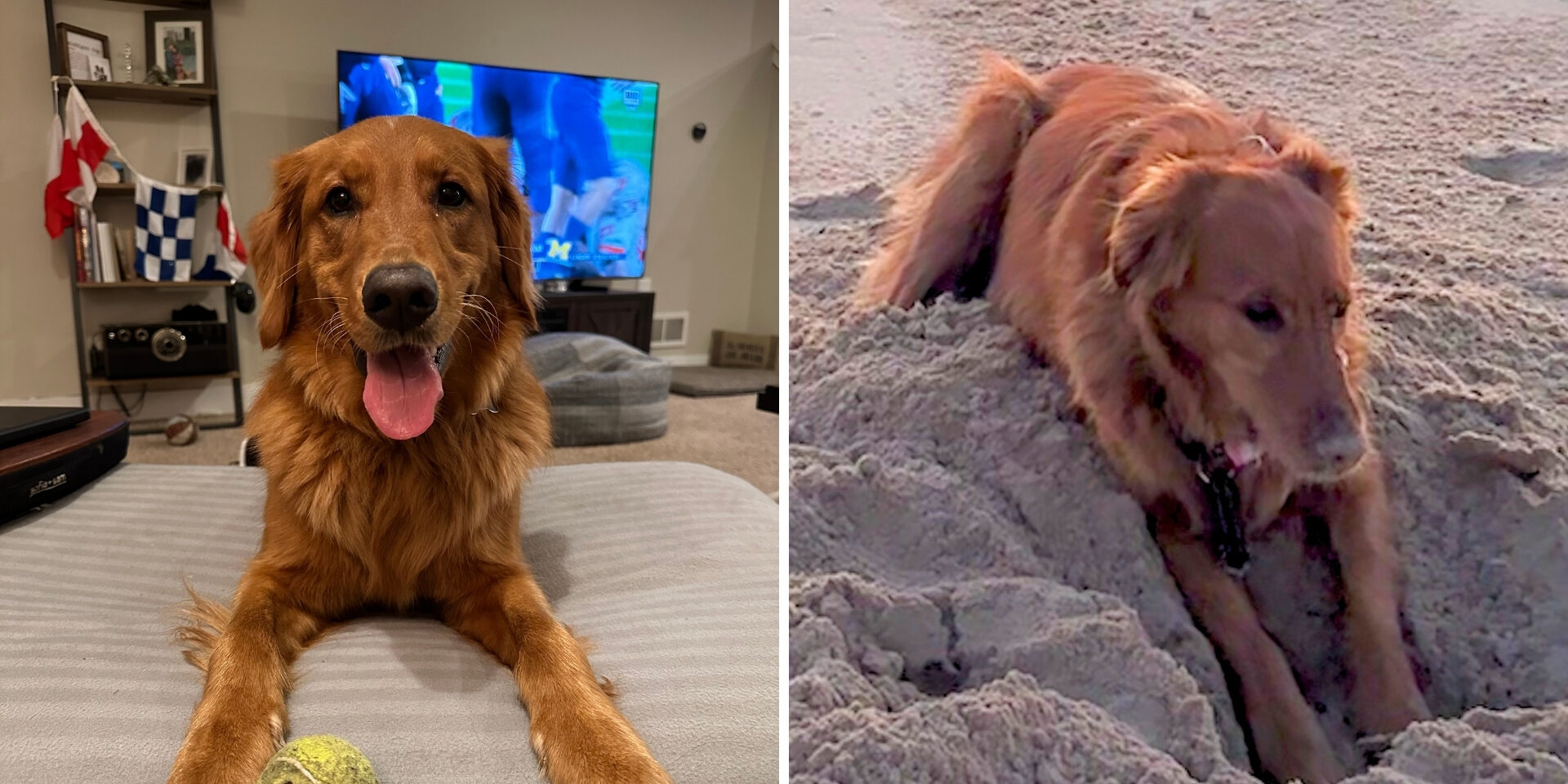 Two photos side-by-side of a dog with golden brown hair. On the left the dog is laying on a couch, and is digging in the sand on the right.