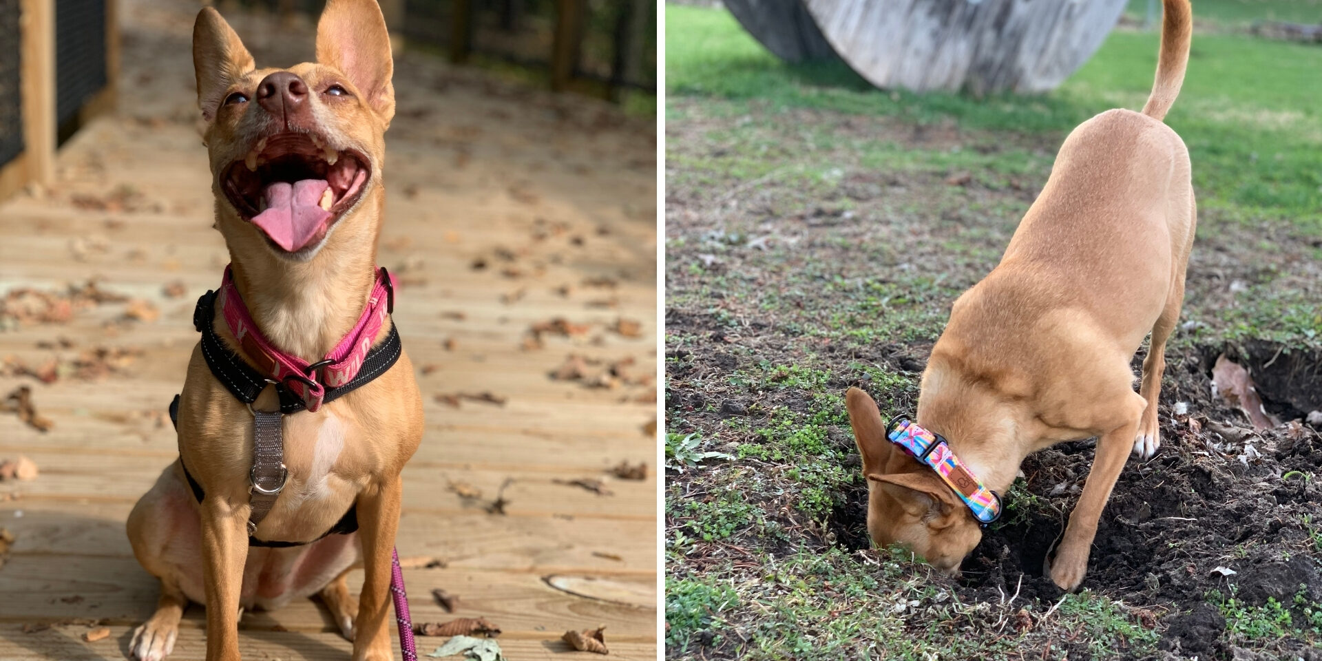 Two photos side-by-side of a dog with golden brown hair. On the left, the dog is smiling for a photo, and is digging a hole in the grass on the right.