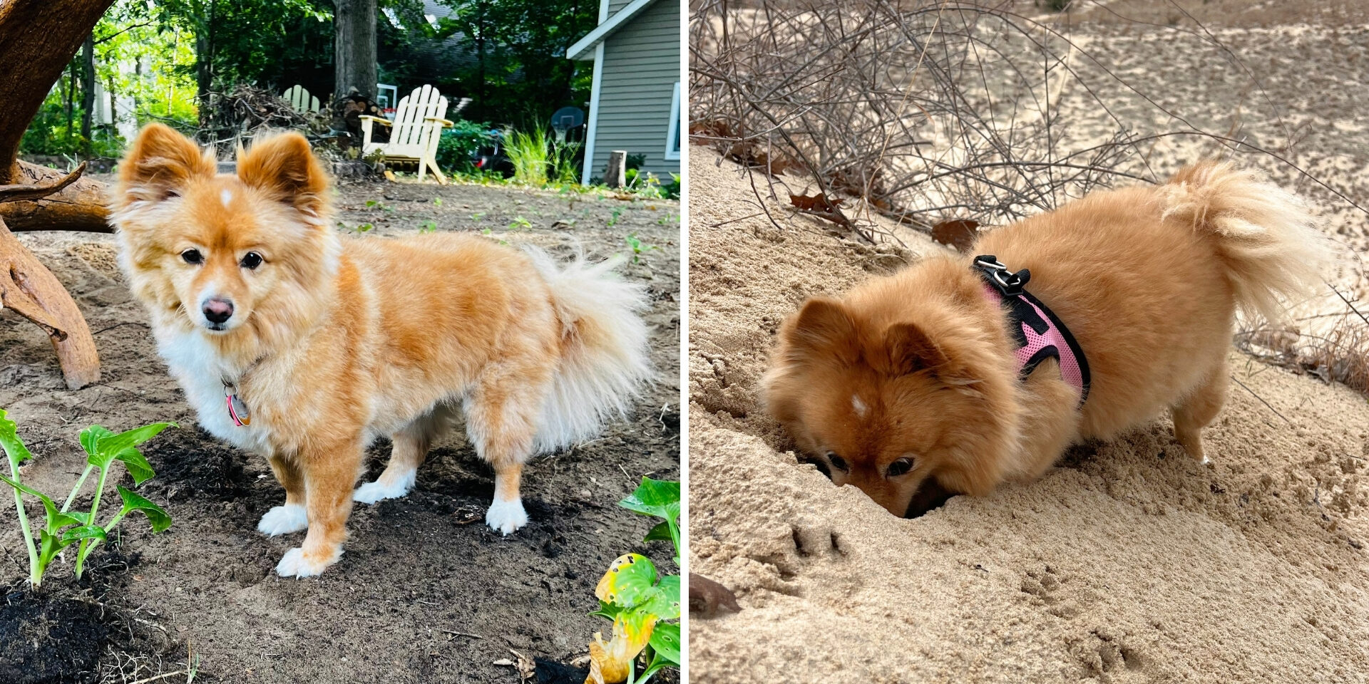 Two photos side-by-side of a dog with brown and white hair. The dog is standing in dirt on the left and digging a hole in the sand on the right.