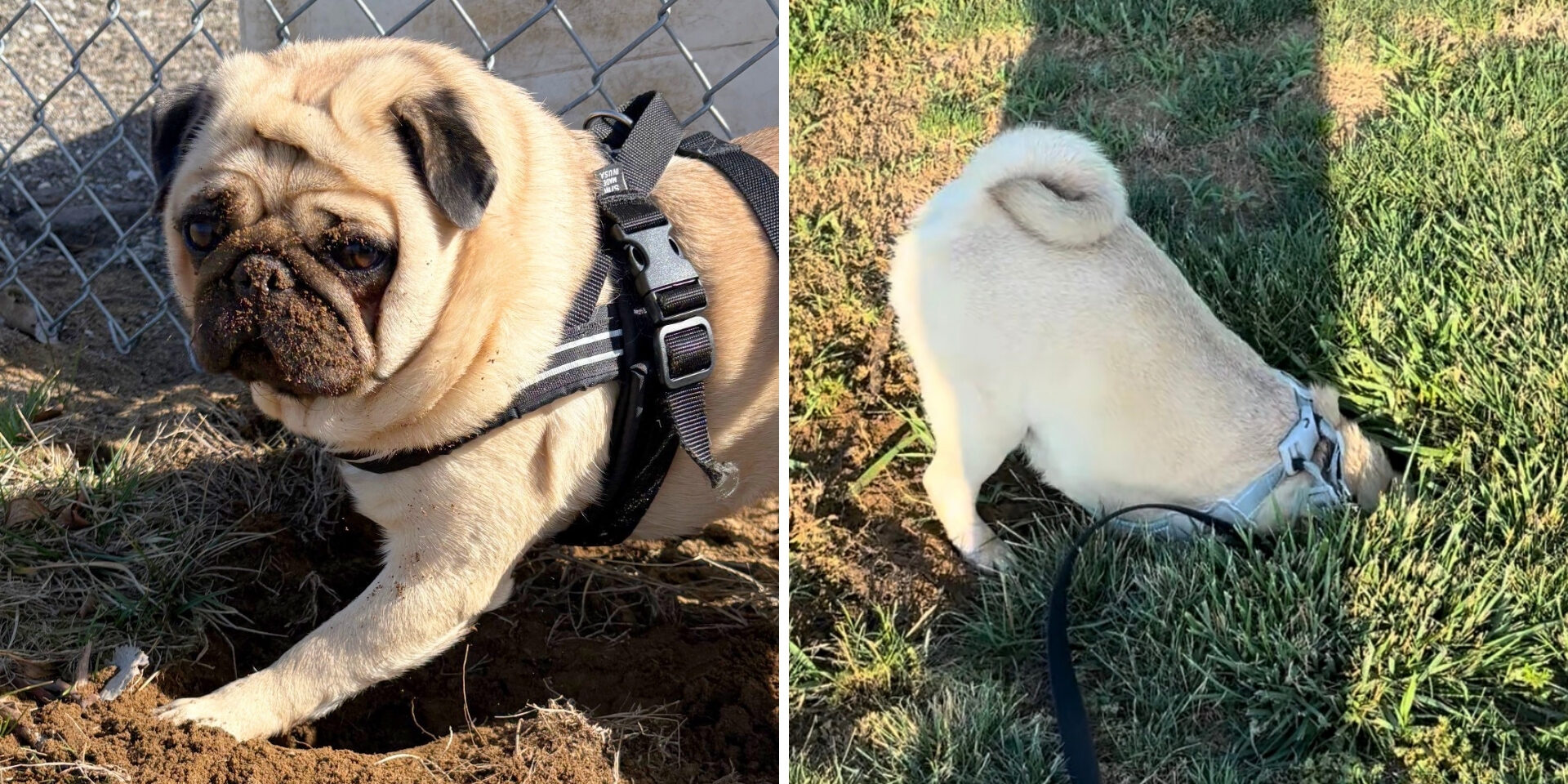 Two photos side-by-side of a dog with cream-colored hair. The dog is standing over a hole on the left, and digging a hole in the grass on the right.