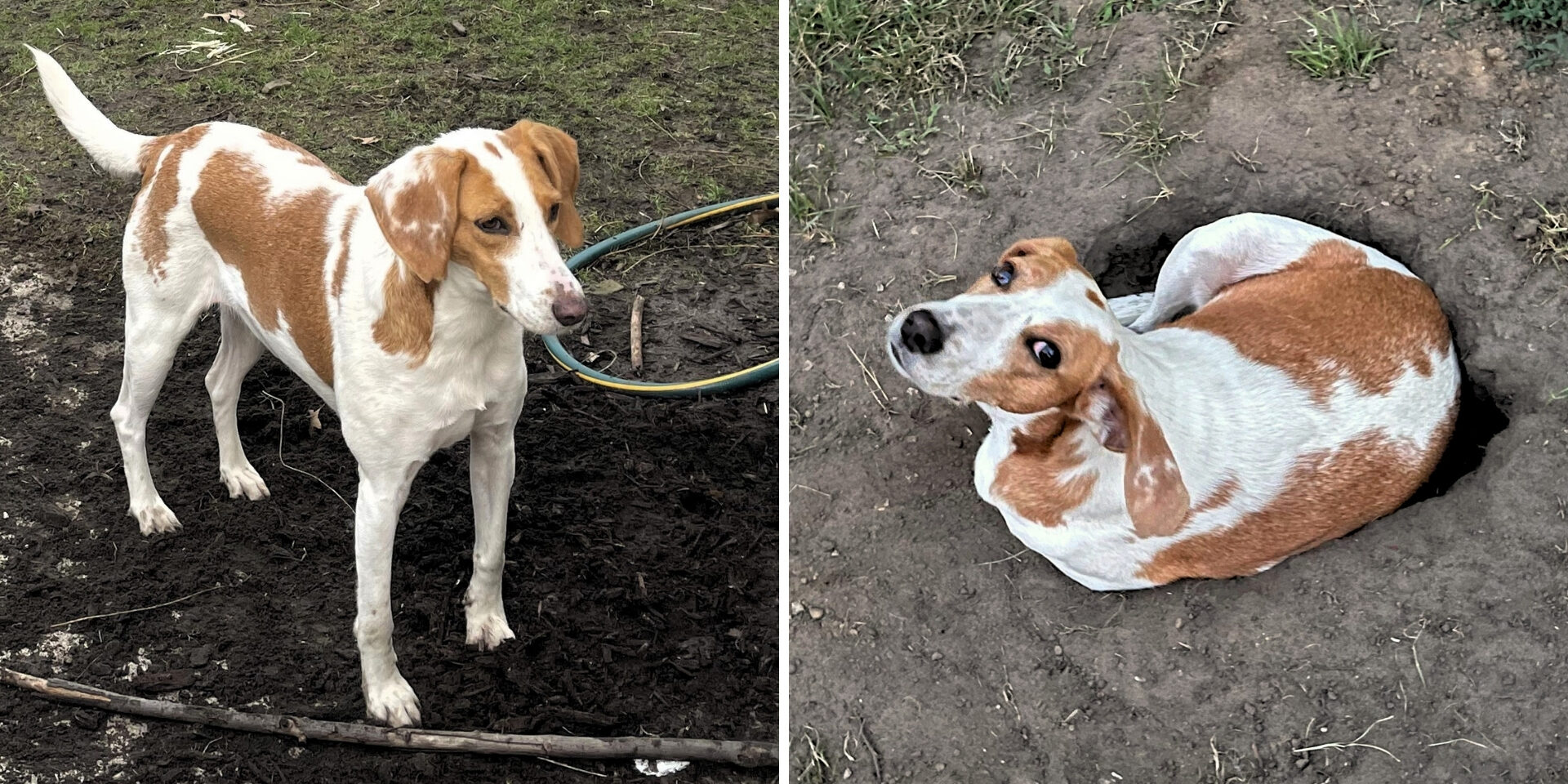 Two photos side-by-side of a dog with brown and white hair. The dog is standing on a dirt area on the left, and laying in a hole in dirt on the right.