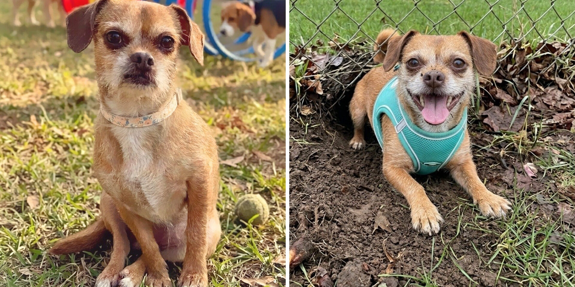Two photos side-by-side of a dog with brown hair. The dog is sitting on grass on the left, and laying on a dirt digging area on the right.