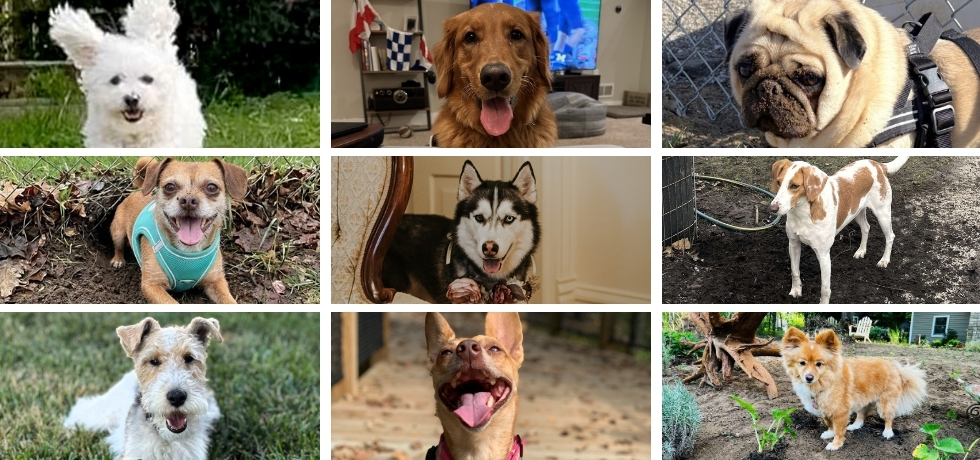 A photo collage showing nine dogs of various breeds and hair colors. The collage is arranged in a 3x3 grid.