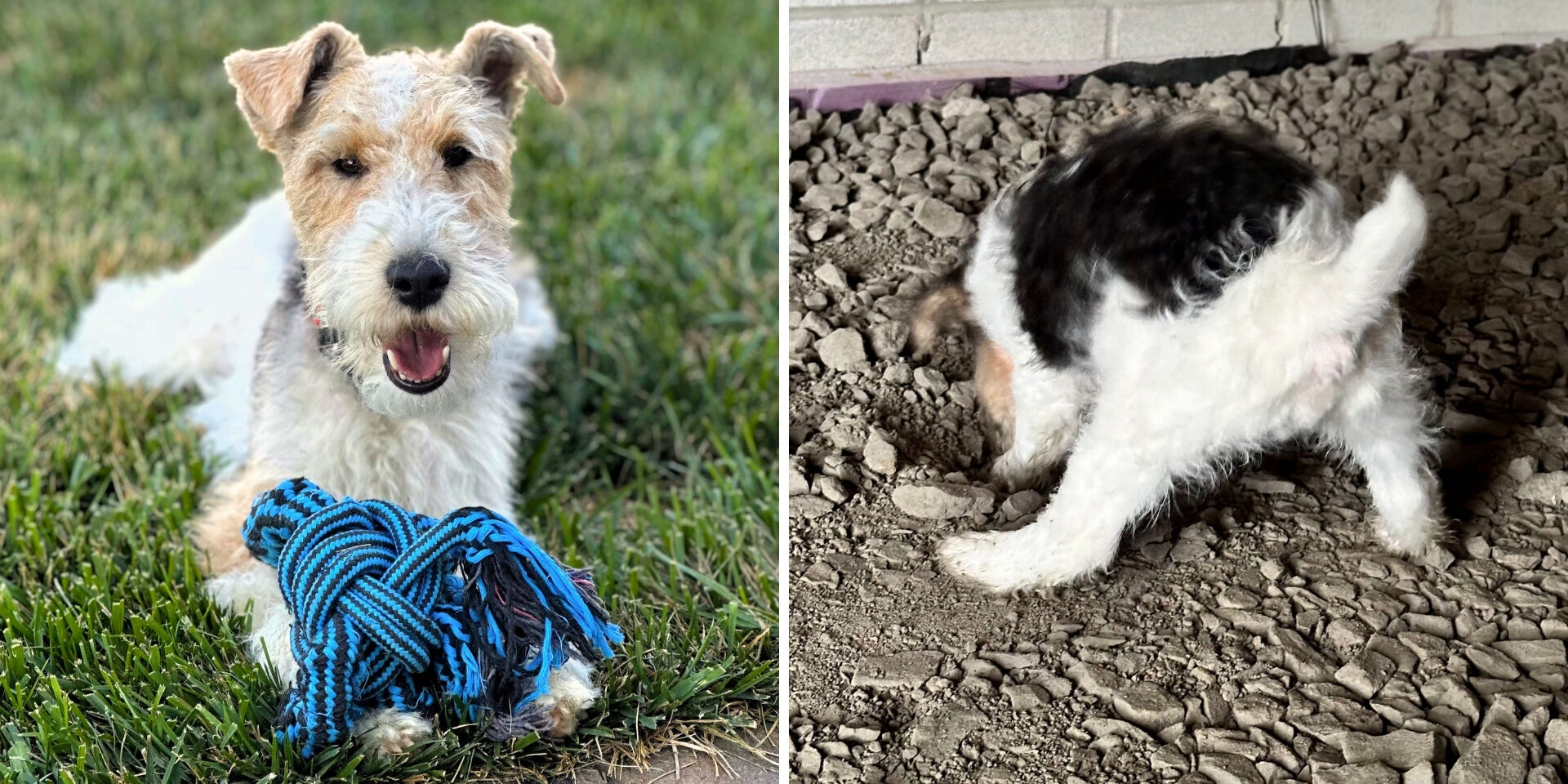 Two photos side-by-side of a dog with white, brown and black hair. The dog is lying on grass with a blue rope toy on the left, and digging in a rocky area on the right.