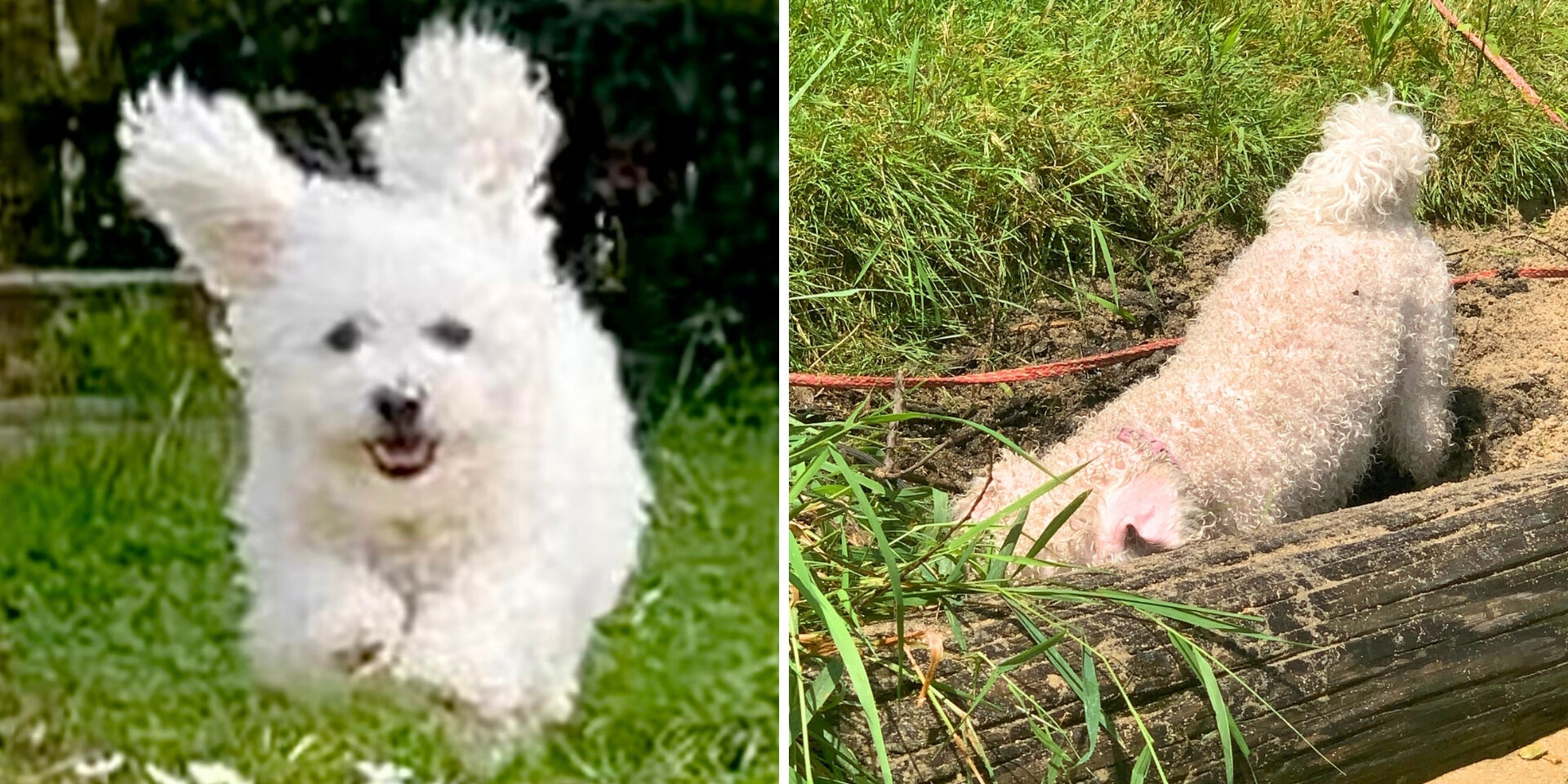 Two photos side-by-side of a dog with white hair. The dog is running in a grass field on the left, and digging a hole in a sandy area on the right.